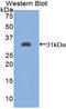 Thyroglobulin antibody, LS-C296646, Lifespan Biosciences, Western Blot image 