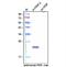 Placental Growth Factor antibody, NB110-96419, Novus Biologicals, Western Blot image 