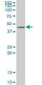 Activator Of Basal Transcription 1 antibody, H00029777-B01P, Novus Biologicals, Western Blot image 