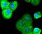 SRY-Box 10 antibody, NBP2-67724, Novus Biologicals, Immunofluorescence image 