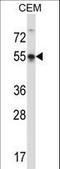 POU Class 3 Homeobox 3 antibody, LS-C163877, Lifespan Biosciences, Western Blot image 