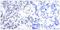 JunB Proto-Oncogene, AP-1 Transcription Factor Subunit antibody, GTX50386, GeneTex, Immunohistochemistry paraffin image 