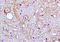 Interleukin 18 antibody, 251182, Abbiotec, Immunohistochemistry paraffin image 