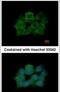 ABR Activator Of RhoGEF And GTPase antibody, PA5-27079, Invitrogen Antibodies, Immunofluorescence image 