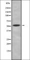 Calcium Binding Protein 39 Like antibody, orb338103, Biorbyt, Western Blot image 