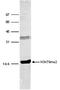 Histone H3 antibody, TA347186, Origene, Western Blot image 