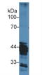 Histone Acetyltransferase 1 antibody, LS-C294521, Lifespan Biosciences, Western Blot image 