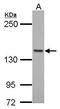 Formin-like protein 1 antibody, PA5-22228, Invitrogen Antibodies, Western Blot image 