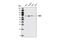 Mitogen-Activated Protein Kinase Kinase Kinase 7 antibody, 5206S, Cell Signaling Technology, Western Blot image 