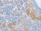 P26255 antibody, LS-C402100, Lifespan Biosciences, Immunohistochemistry paraffin image 