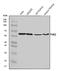 P21 (RAC1) Activated Kinase 2 antibody, A01419-4, Boster Biological Technology, Western Blot image 