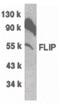 CASP8 And FADD Like Apoptosis Regulator antibody, PA5-19881, Invitrogen Antibodies, Western Blot image 