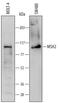MutS Homolog 2 antibody, AF6780, R&D Systems, Western Blot image 