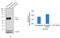 Alpha-1-antitrypsin antibody, 711079, Invitrogen Antibodies, Western Blot image 