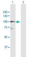 VPS39 Subunit Of HOPS Complex antibody, H00023339-D01P, Novus Biologicals, Western Blot image 