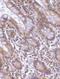 Baculoviral IAP Repeat Containing 7 antibody, PA1-31985, Invitrogen Antibodies, Immunohistochemistry paraffin image 