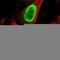 FUS RNA Binding Protein antibody, HPA008784, Atlas Antibodies, Immunofluorescence image 