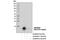 GABA Type A Receptor-Associated Protein antibody, 13733S, Cell Signaling Technology, Western Blot image 