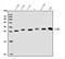 Proteasome Subunit Beta 1 antibody, A06891-1, Boster Biological Technology, Western Blot image 