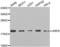 ADP Ribosylation Factor 6 antibody, abx002266, Abbexa, Western Blot image 