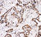 Amyloid Beta Precursor Like Protein 1 antibody, LS-C313214, Lifespan Biosciences, Immunohistochemistry frozen image 