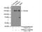 Erythrocyte Membrane Protein Band 4.1 Like 2 antibody, 15437-1-AP, Proteintech Group, Immunoprecipitation image 