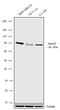 E3 ubiquitin-protein ligase SMURF2 antibody, 711323, Invitrogen Antibodies, Western Blot image 