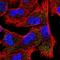 Epsin 2 antibody, HPA053360, Atlas Antibodies, Immunofluorescence image 