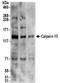 Calpain 15 antibody, NBP2-32098, Novus Biologicals, Western Blot image 