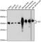 TST antibody, A00965, Boster Biological Technology, Western Blot image 