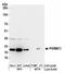 Progesterone Receptor Membrane Component 1 antibody, NBP2-36525, Novus Biologicals, Western Blot image 