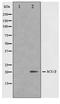 Human Chorionic gonadotrophin antibody, TA347398, Origene, Western Blot image 