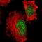 Chromobox 3 antibody, NBP1-83228, Novus Biologicals, Immunofluorescence image 