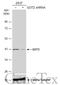 Glutamic-Oxaloacetic Transaminase 2 antibody, GTX101929, GeneTex, Western Blot image 