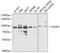 CD2-associated protein antibody, GTX55556, GeneTex, Western Blot image 