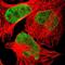 CLP1 antibody, PA5-52629, Invitrogen Antibodies, Immunofluorescence image 