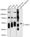 WD40 repeat-containing protein SMU1 antibody, GTX66555, GeneTex, Western Blot image 