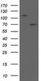 Mitochondrial Intermediate Peptidase antibody, TA800278AM, Origene, Western Blot image 