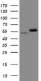 NIN1 (RPN12) Binding Protein 1 Homolog antibody, TA808807, Origene, Western Blot image 