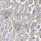 Malate Dehydrogenase 2 antibody, A6297, ABclonal Technology, Immunohistochemistry paraffin image 