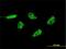 Putative apoptosis-related protein 2 antibody, H00023591-M01, Novus Biologicals, Immunocytochemistry image 