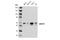 Lysine Acetyltransferase 8 antibody, 46862S, Cell Signaling Technology, Western Blot image 