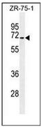 HAUS Augmin Like Complex Subunit 3 antibody, AP52003PU-N, Origene, Western Blot image 
