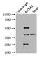 Annexin A2 antibody, LS-C369235, Lifespan Biosciences, Immunoprecipitation image 