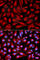 Mitogen-Activated Protein Kinase Kinase 7 antibody, A2186, ABclonal Technology, Immunofluorescence image 