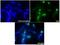 Tyrosine 3-Monooxygenase/Tryptophan 5-Monooxygenase Activation Protein Theta antibody, A03904-1, Boster Biological Technology, Immunofluorescence image 