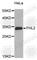 Four And A Half LIM Domains 2 antibody, A1907, ABclonal Technology, Western Blot image 