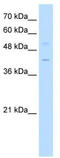 Kruppel Like Factor 1 antibody, TA329307, Origene, Western Blot image 