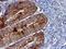 Cystatin C antibody, NBP2-01875, Novus Biologicals, Immunohistochemistry frozen image 