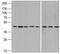 Beta-Actin antibody, A01263-2, Boster Biological Technology, Western Blot image 